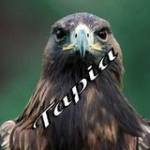 Aguila Real Profile Picture